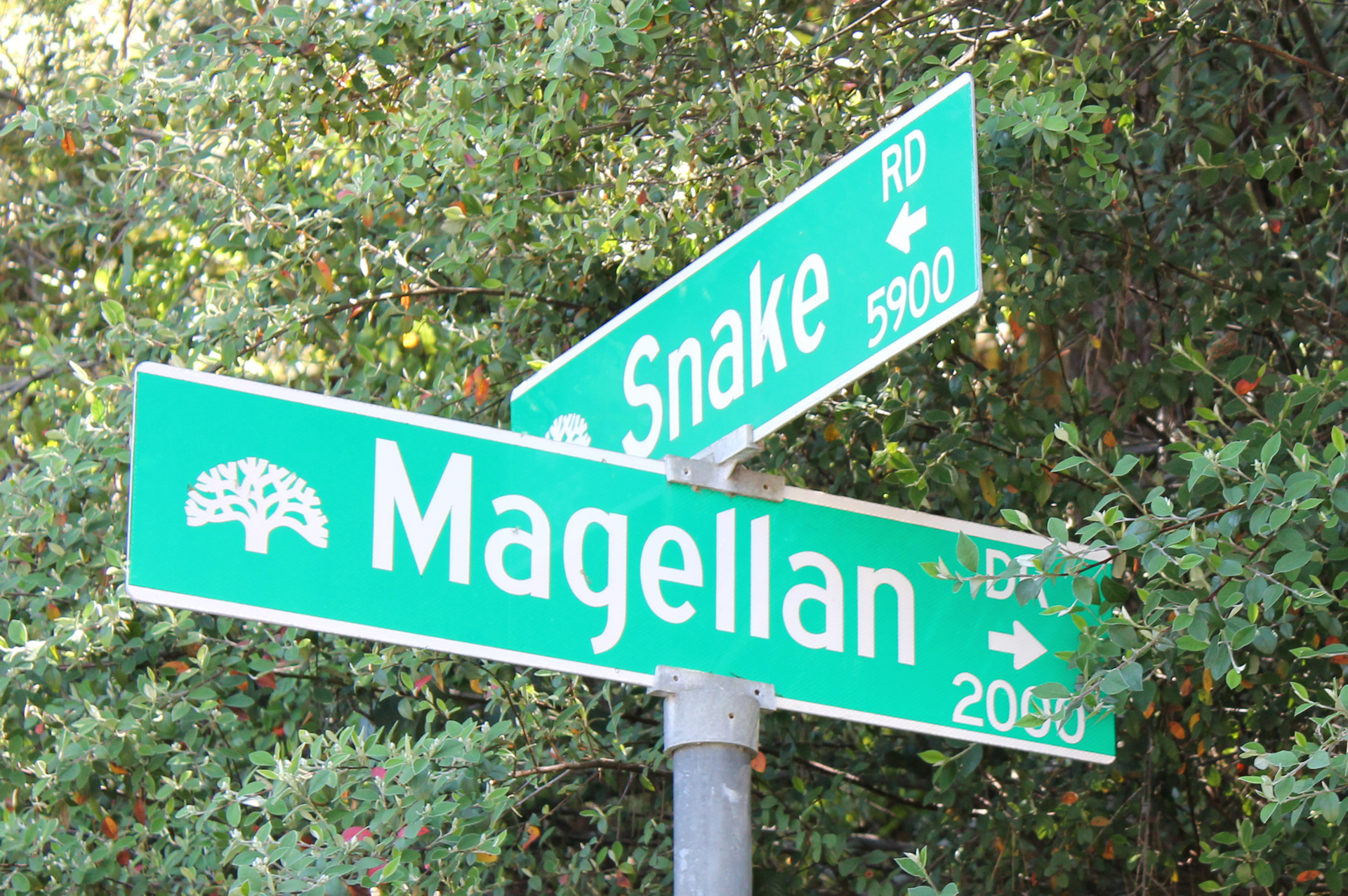 snake-magellan